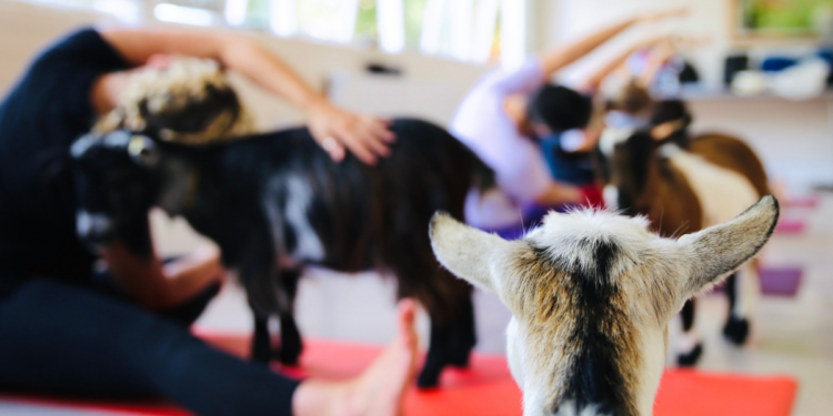 Goat watching yoga