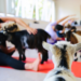 Goat watching yoga