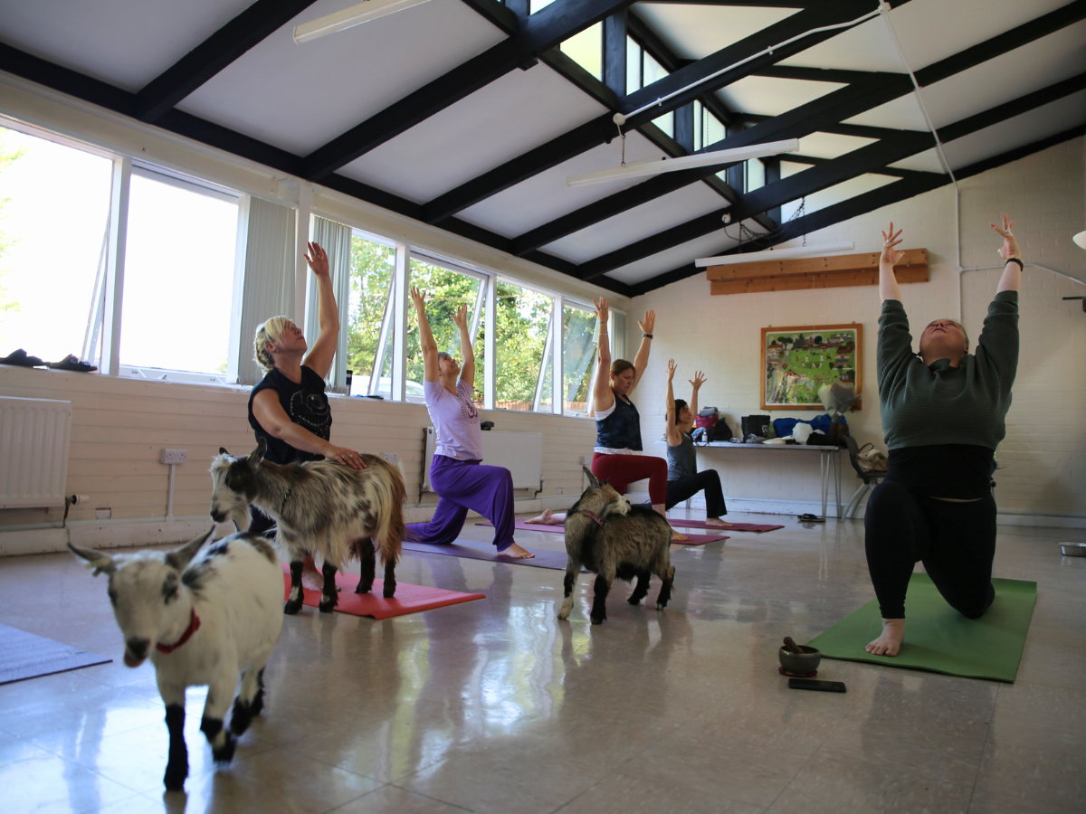 Goats doing warrior 2 pose