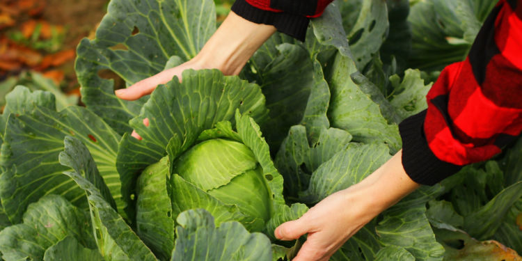 Cabbage leaves for arthritis relief