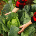 Cabbage leaves for arthritis relief